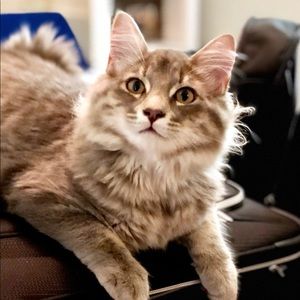 Meet your Posher, Katie